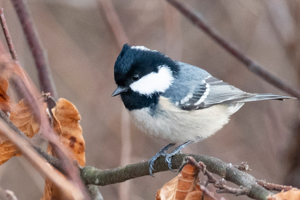 頭頂部が少し立っています。