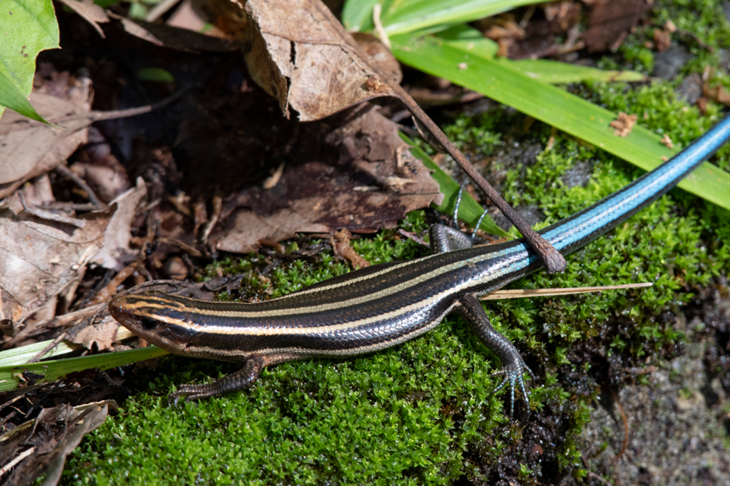 今熊山-片倉城跡公園