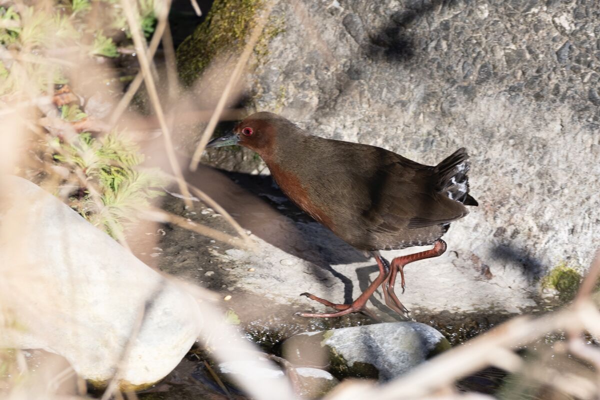 少し警戒しながら出てきました。