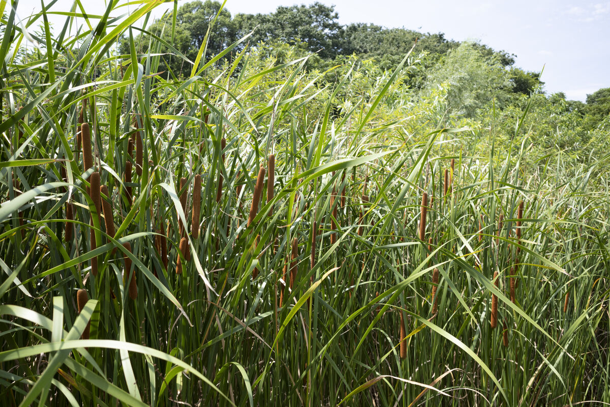 たくさんのヒメガマが並んでいます。