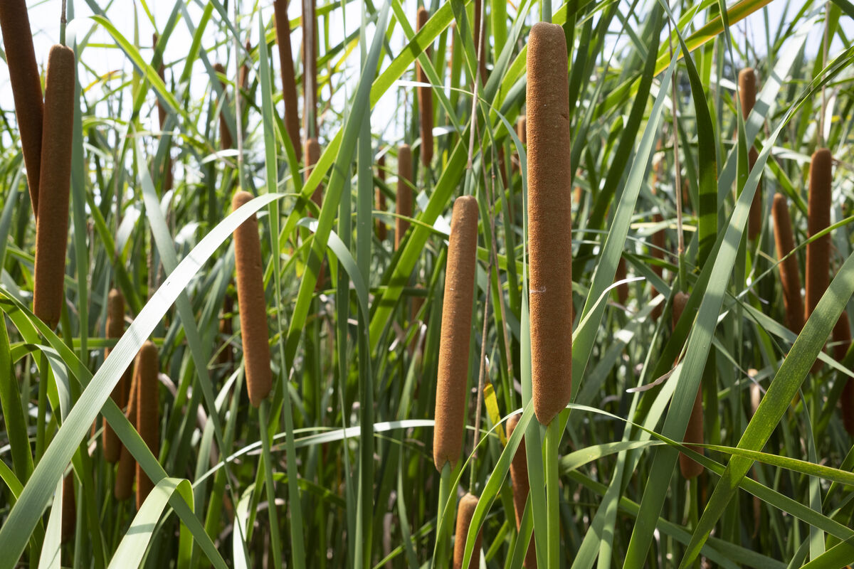 特徴的な花穂です。