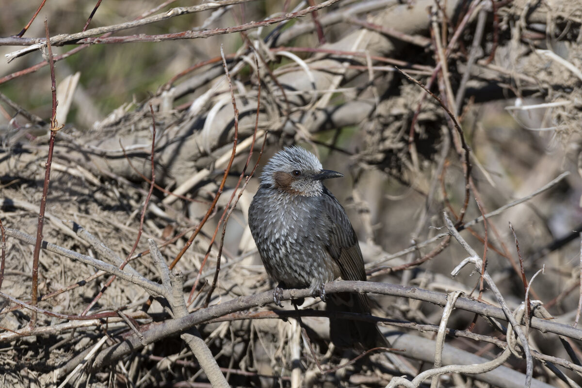 頬が褐色です。