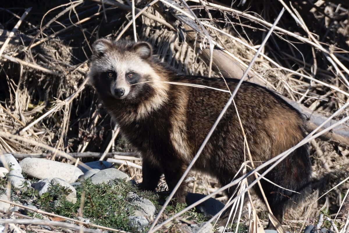 こちらを気にしていました。