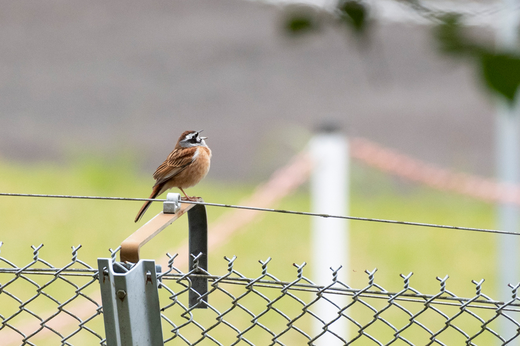 上を向いて囀っています。