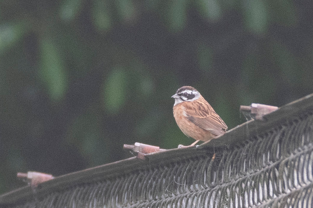 柵の周囲が縄張りのようです。