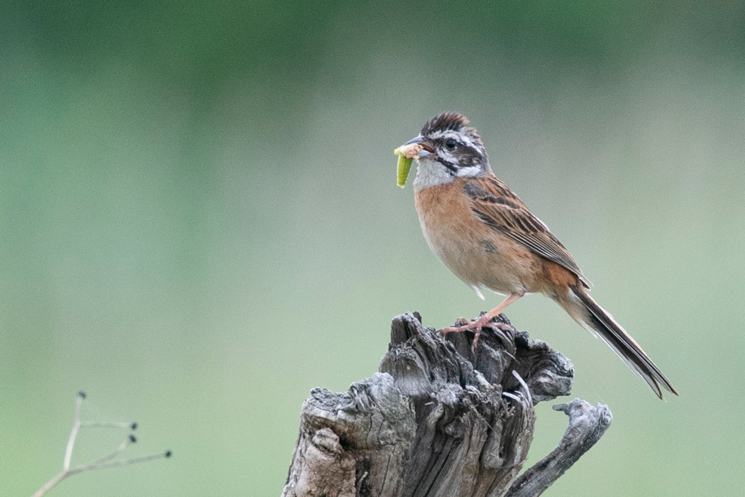 青虫を咥えています。