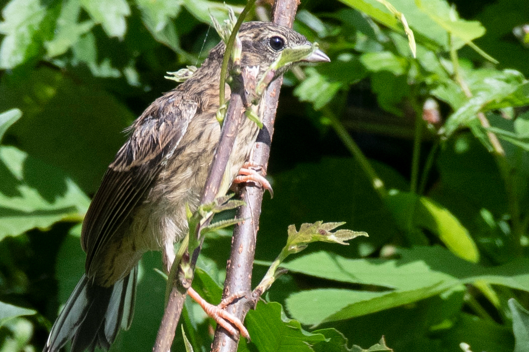 淡い色をした雛です。