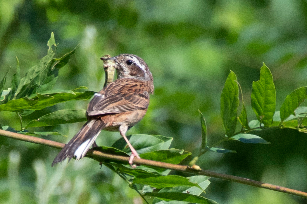 獲物をくわえています。