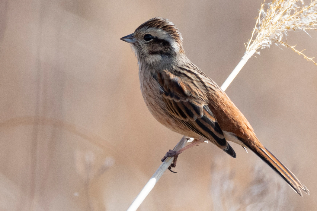 同じくススキにとまりました。