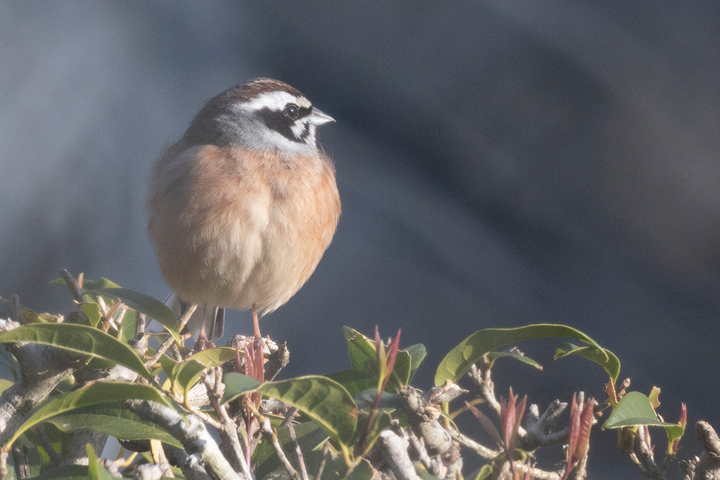 変電所の敷地内でホオジロがしきりに鳴いていました。