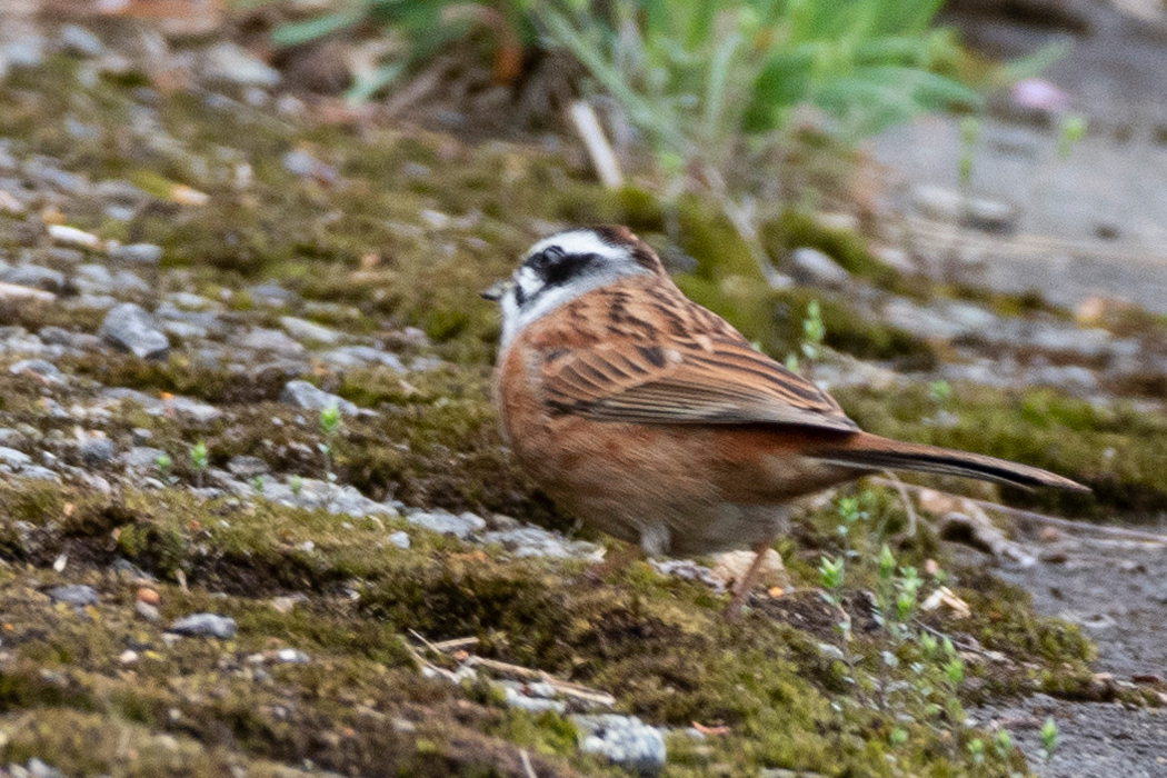 変電所前の道路に今週もホオジロが出ていました。