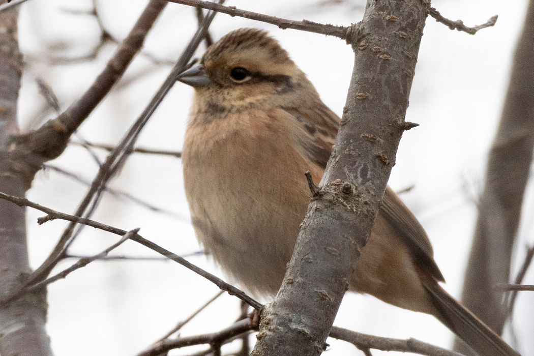 ホオジロがちらほら見られました。