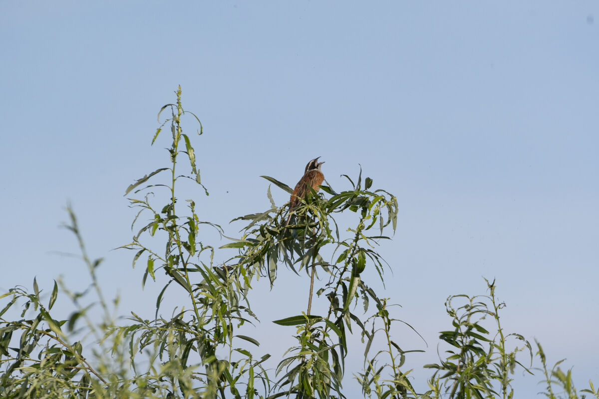 上を向いて口を開けています。