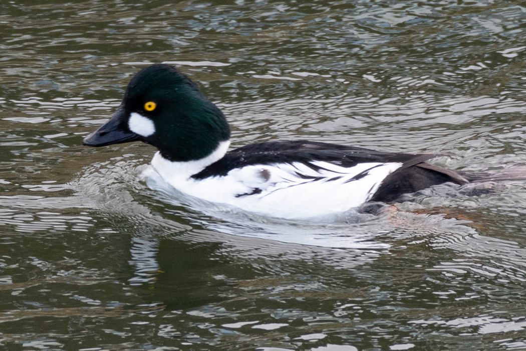 釜口水門の手前でホオジロガモが泳いでいました。