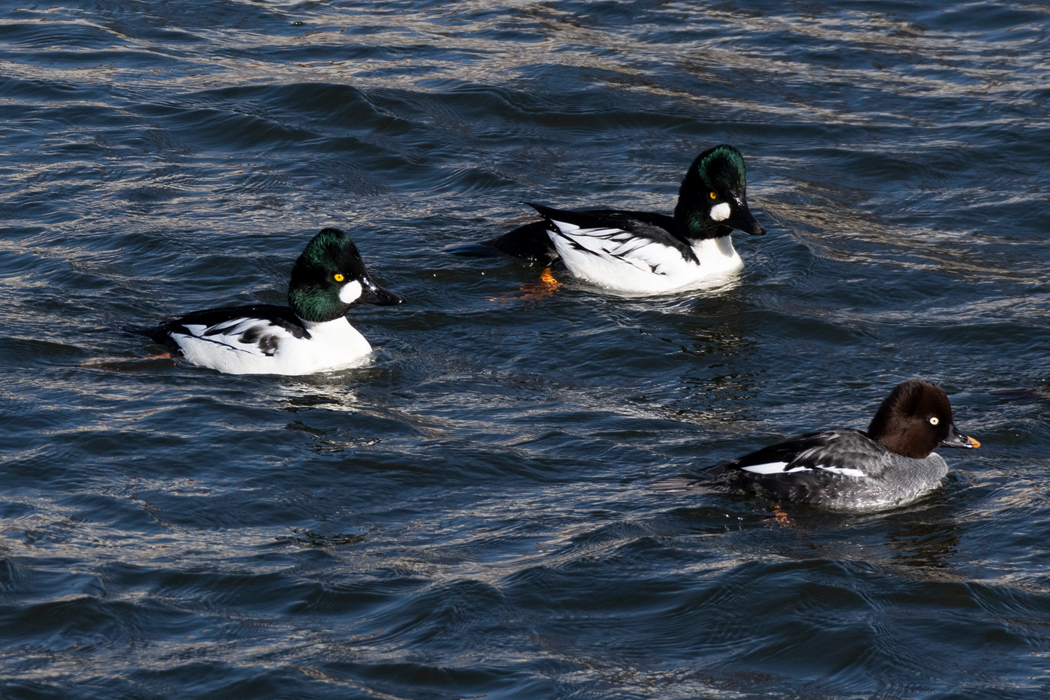 オスの頭部は鮮やかな緑です。