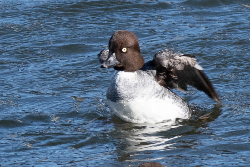 メスの頭部は黒褐色です。