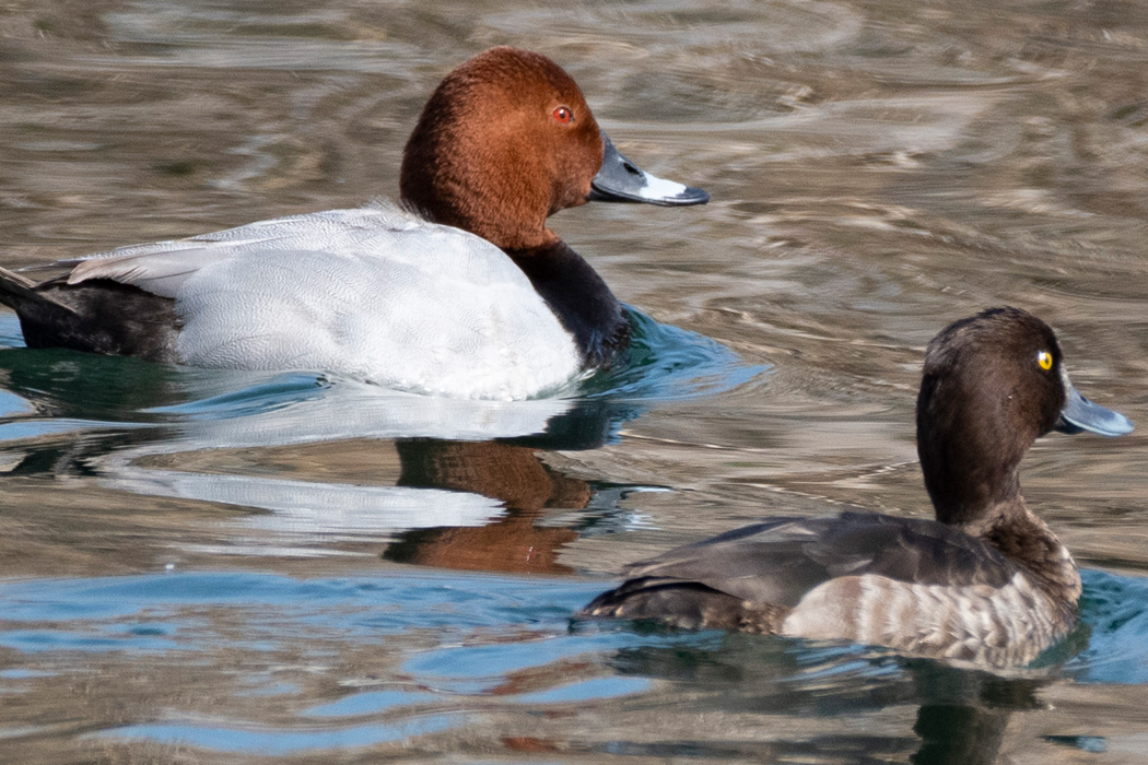 1羽だけでした。