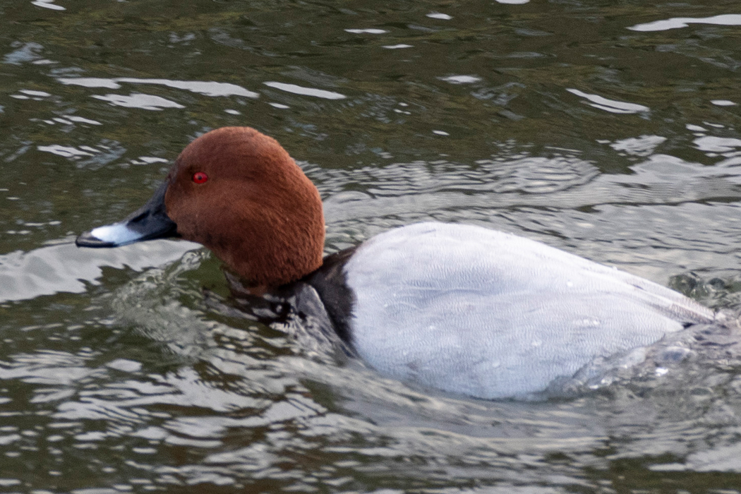 ホオジロガモとは違い単独で泳いでいました。