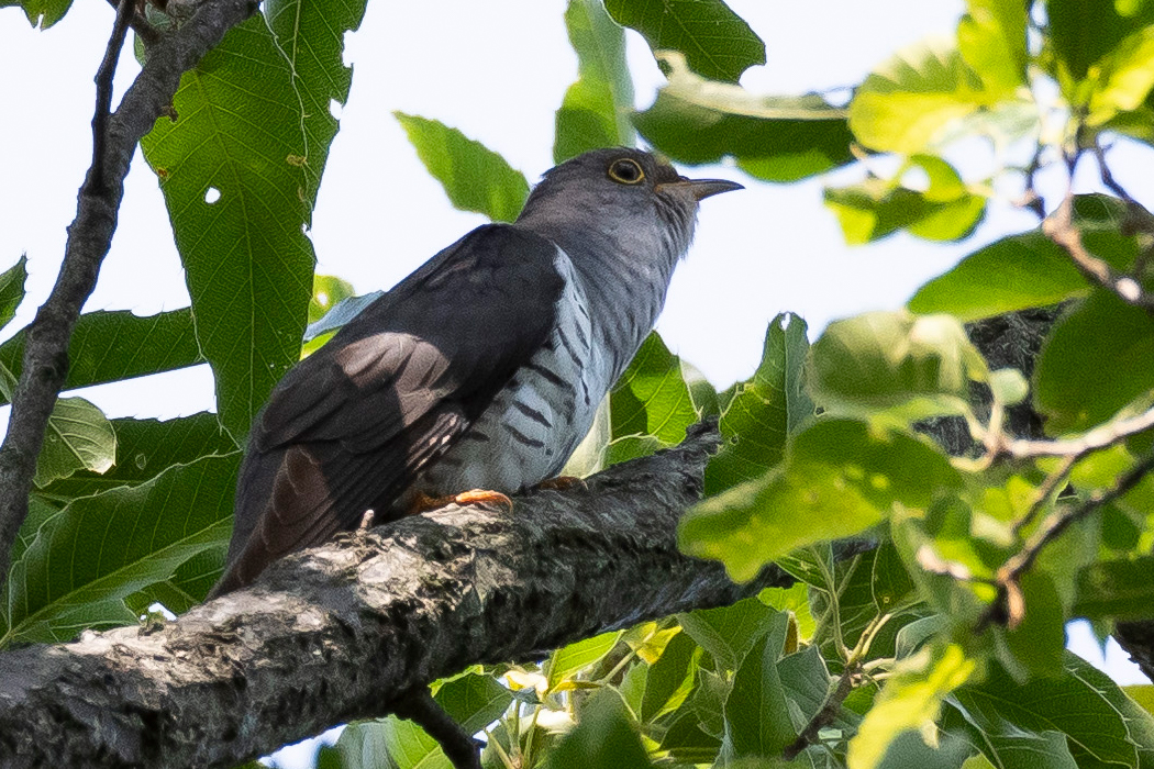 片倉城跡公園のホトトギス