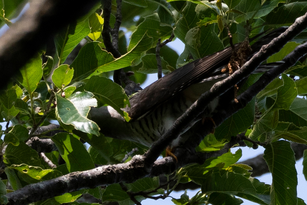 枝の昆虫を食べていました。