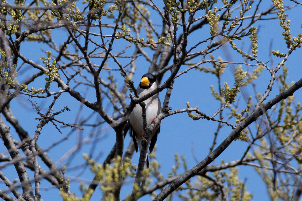 ピュルピュル鳴いていました。