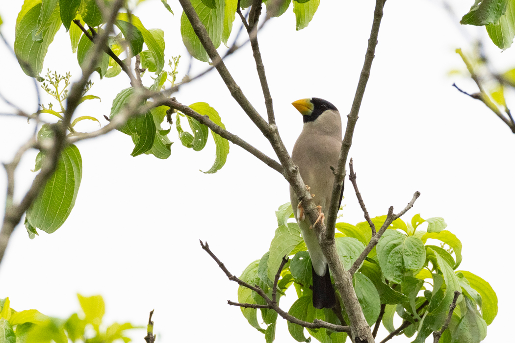 木の上の方にとまりました。