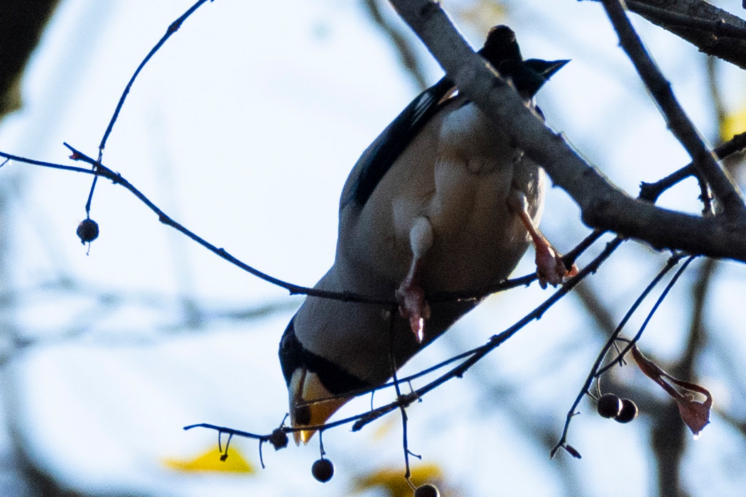 首を伸ばしています。