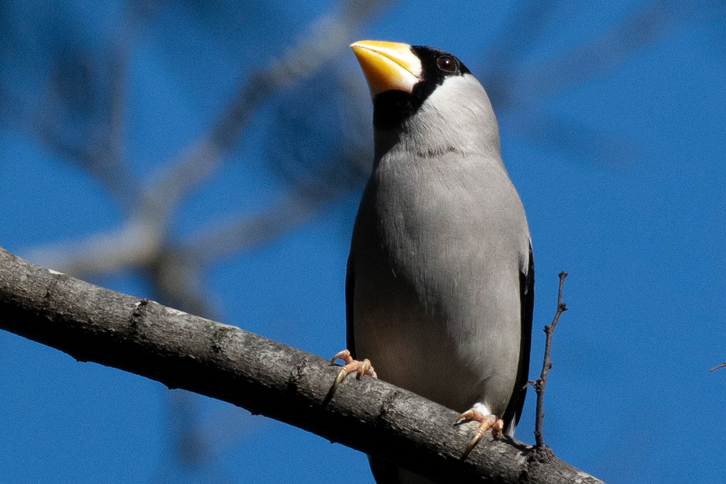 ゆっくり餌を食べていました。