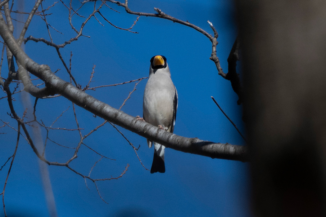 元気に囀っていました。