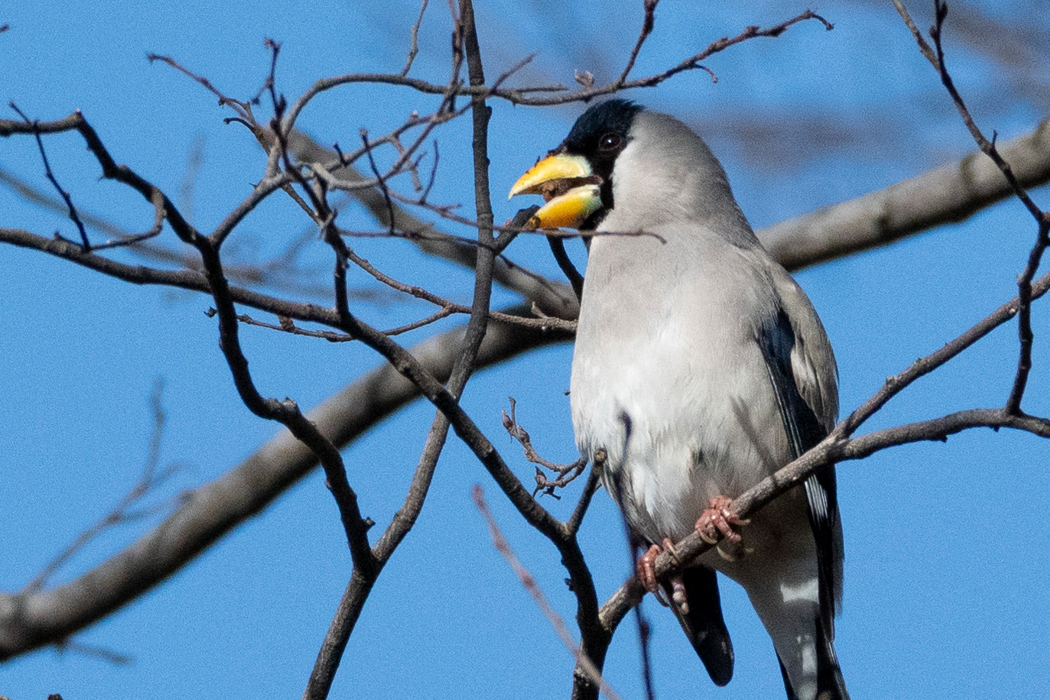 囀っていました。