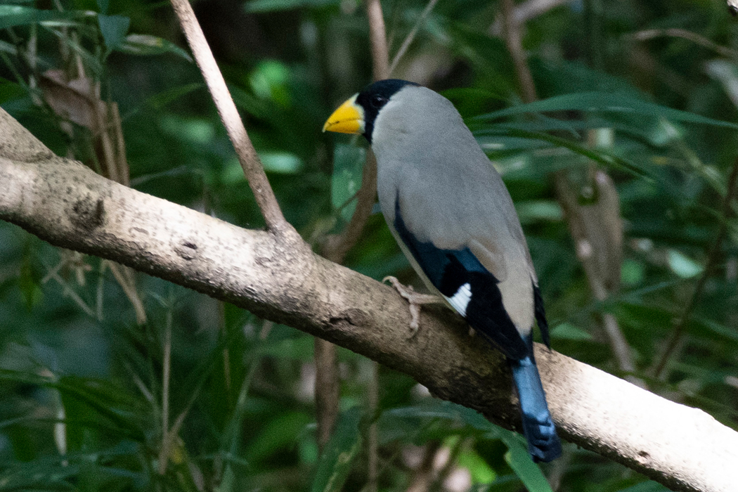 地面近くに降りてきた個体です。