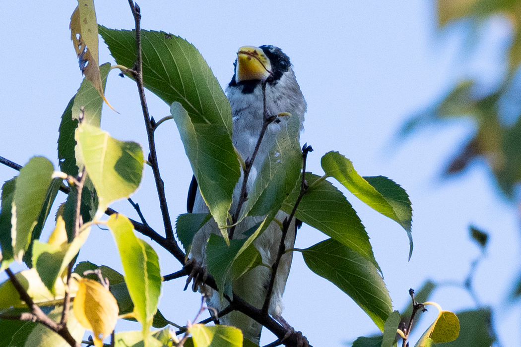 嘴が汚れています。