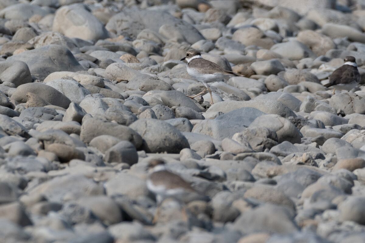 暑い河原を歩いていました。