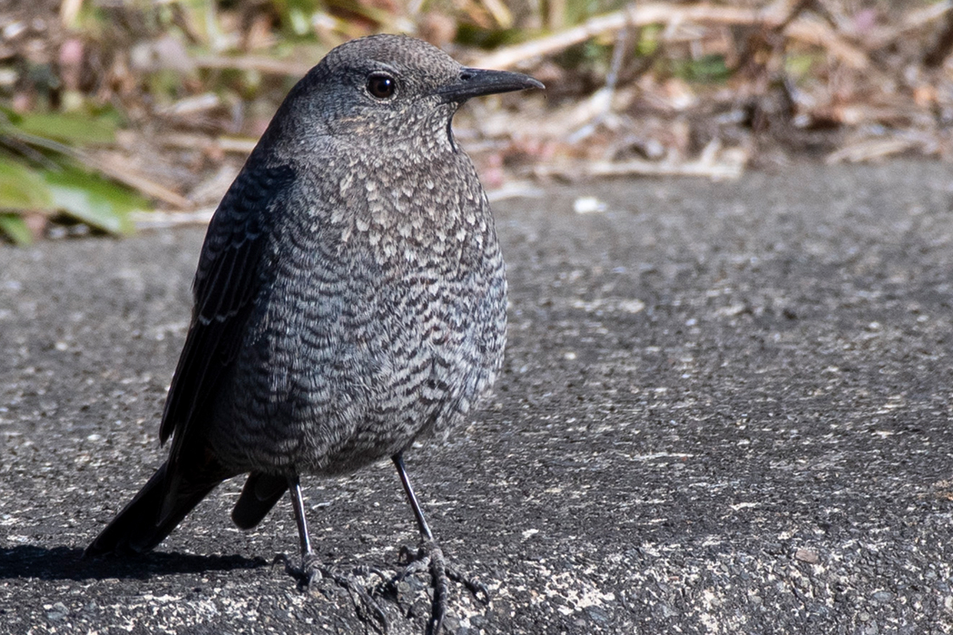 草むらで餌を探しているようでした。