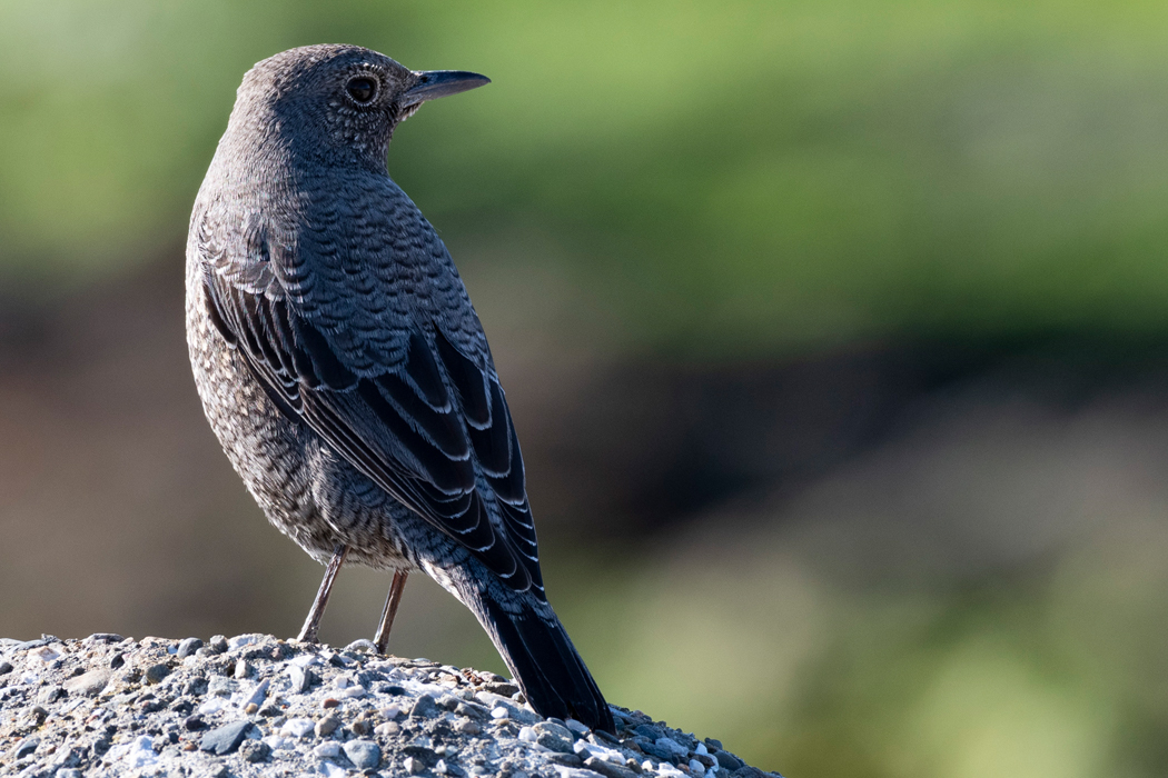 テトラポットにとまりました。