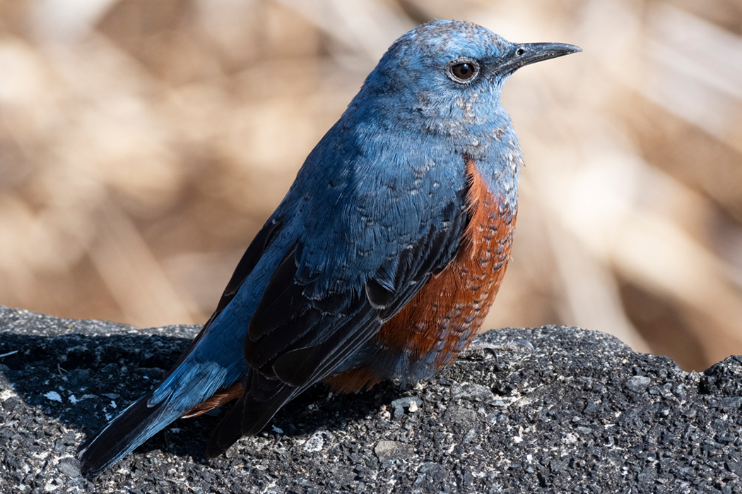 かなり近くで撮れました。
