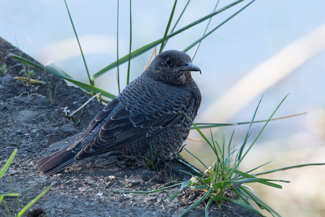 じっと動かずに昼寝気分でした。