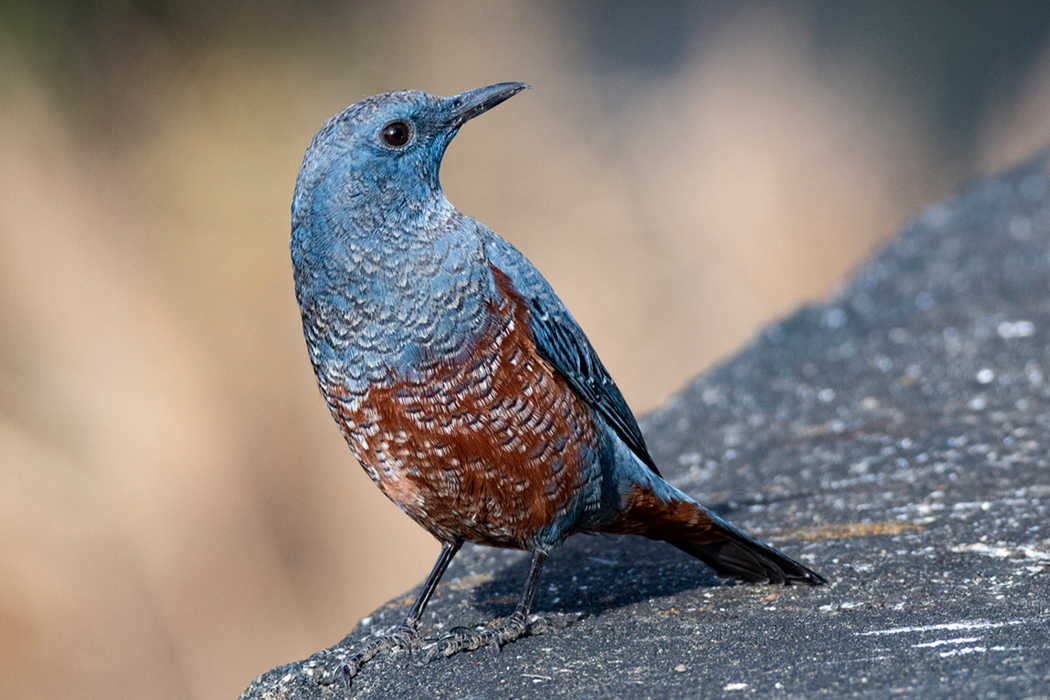 好奇心旺盛なオスでした。