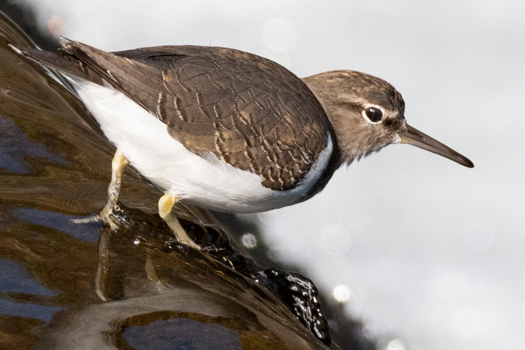 堰の上で餌を探していました。