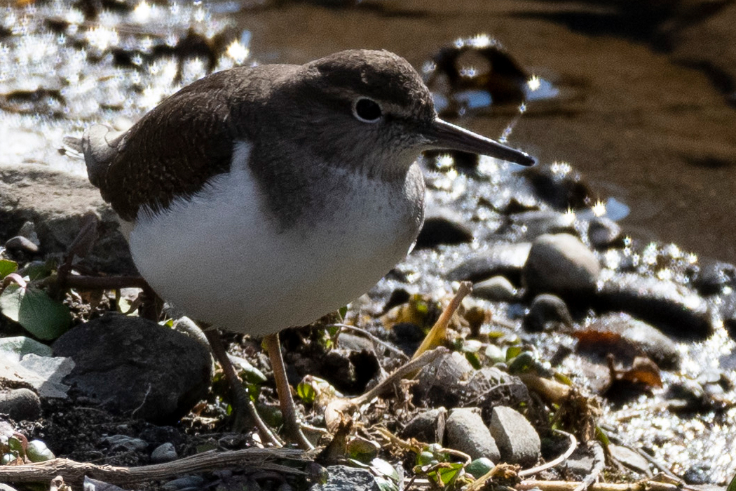 川岸で餌を探しているようでした。