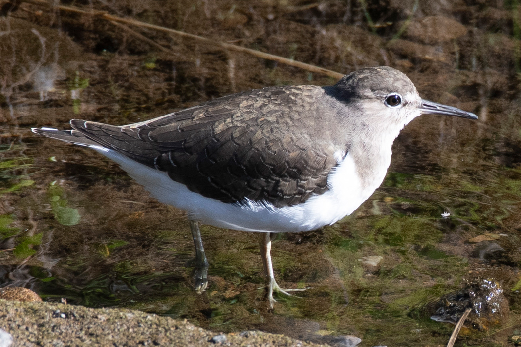 河岸でじっとしていました。