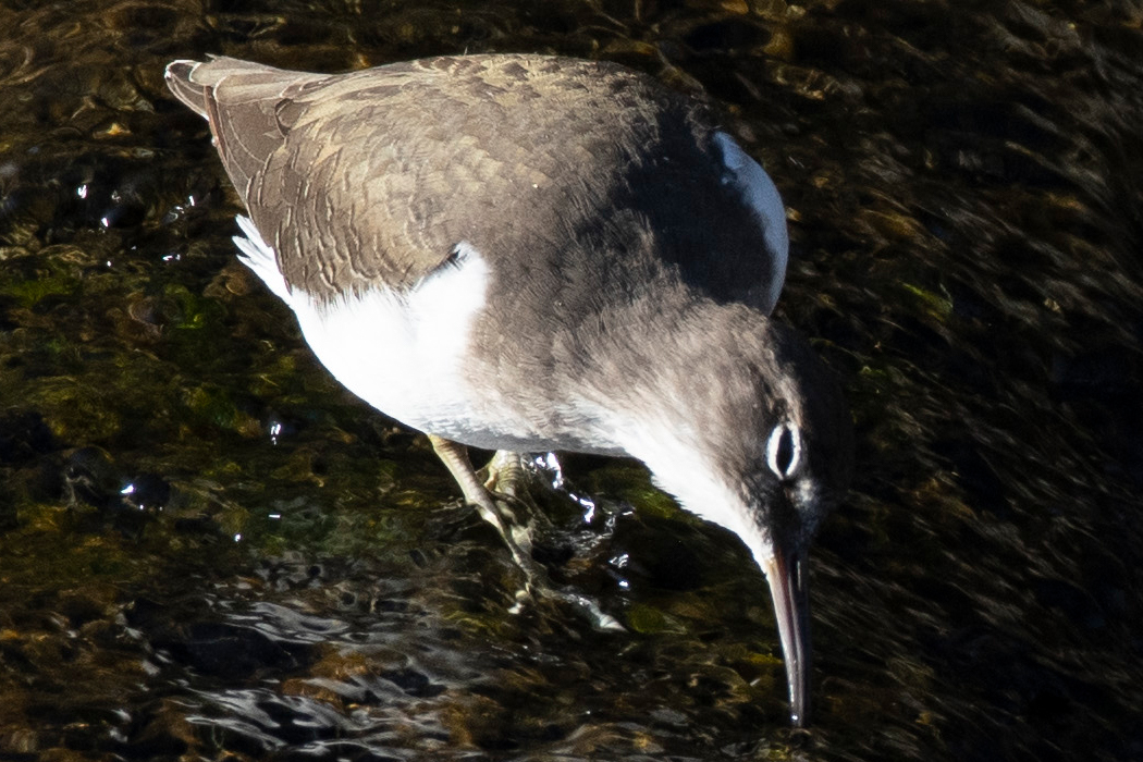 嘴を水に突っ込んでいます。