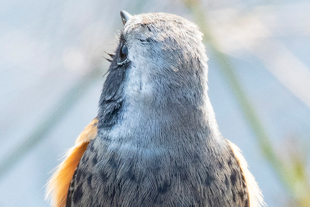銀から褐色へのグラデーションです。