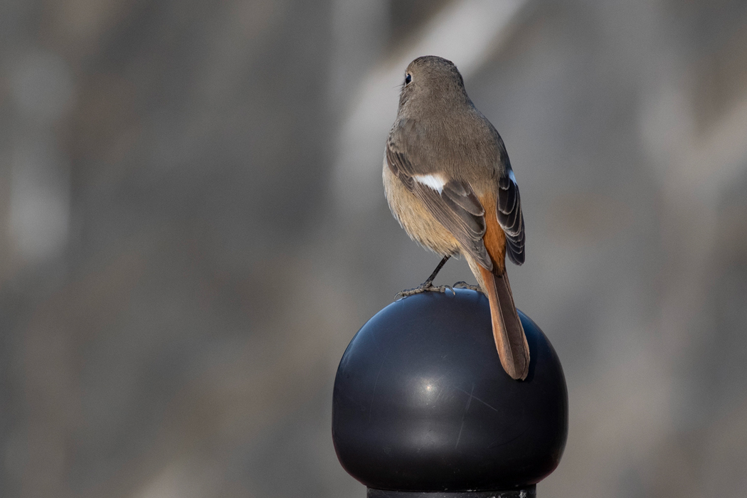 メスが出てきて手すりに乗りました。