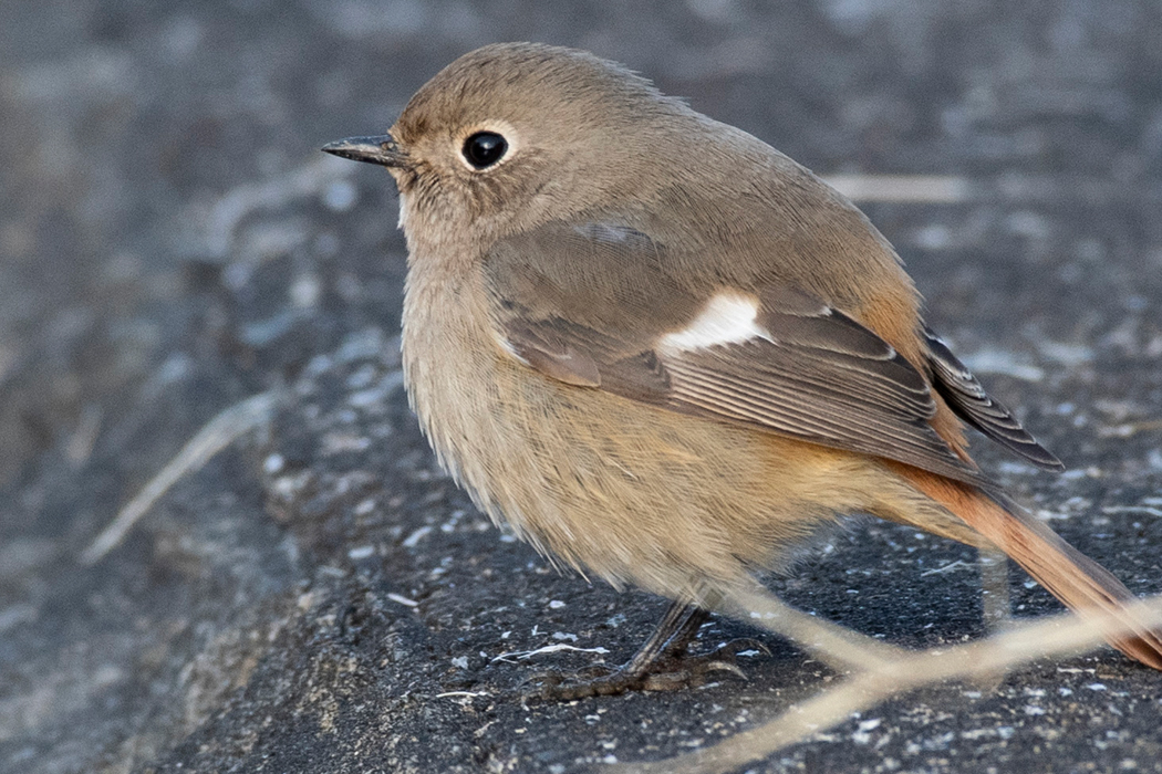 丸っこいです。