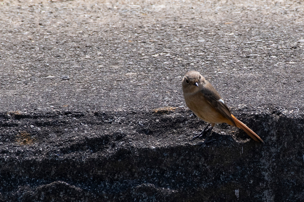 そろそろ渡っていくと思います。