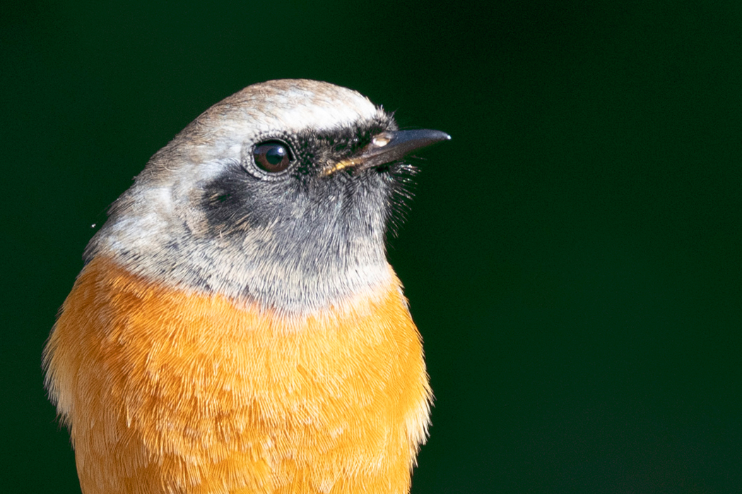 片倉城跡公園〜栃谷戸公園〜湯殿川