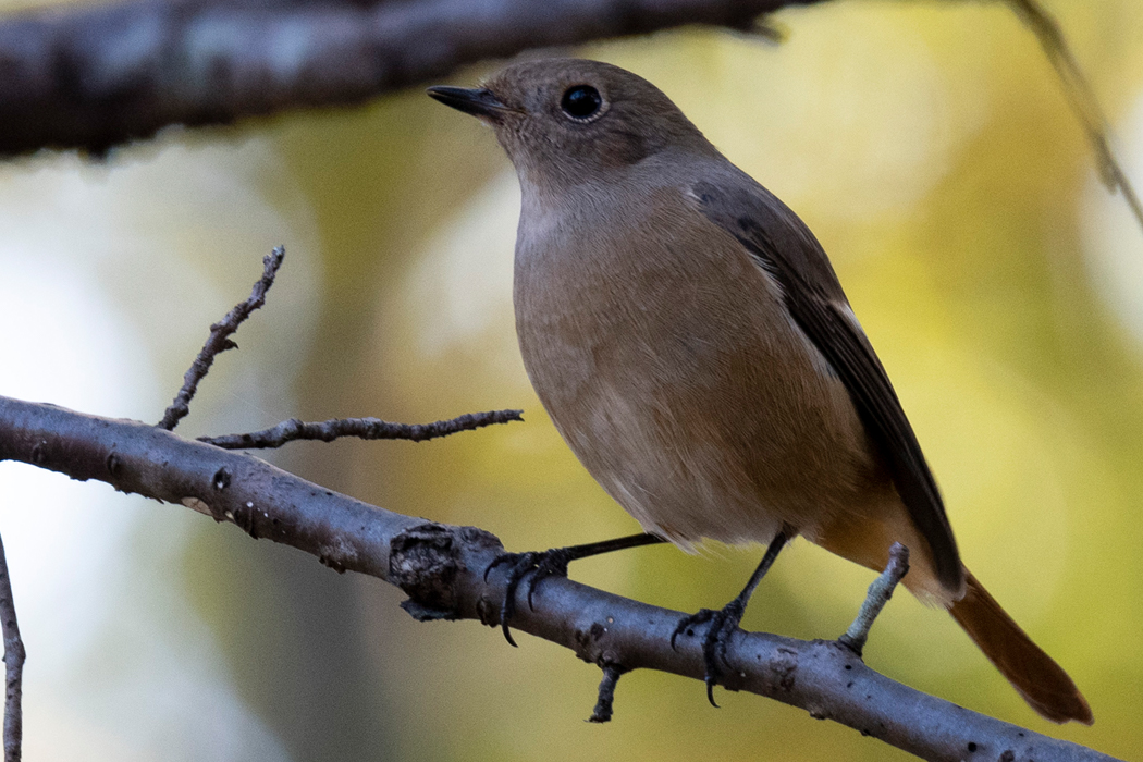 オスの近くにはメスもいました。
