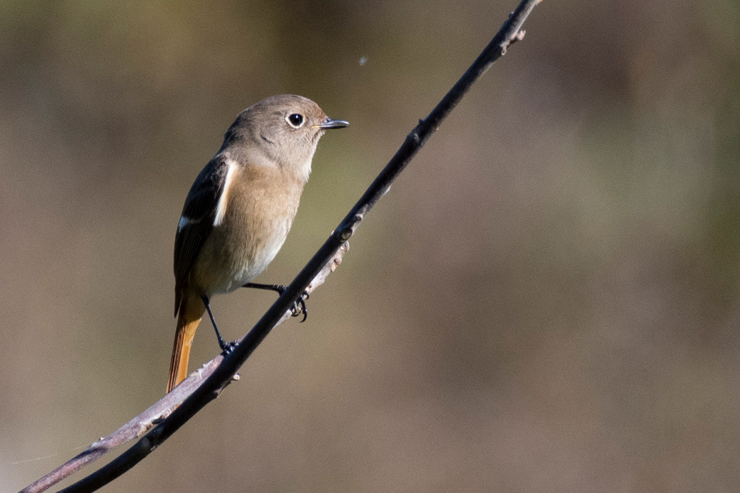 梢と枝を行き来していました。