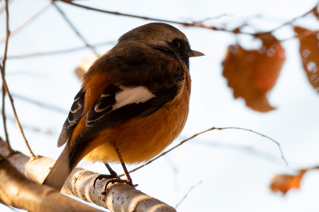 木陰にとまりました。